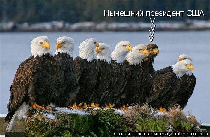 Котоматрица: Нынешний президент США V V V V