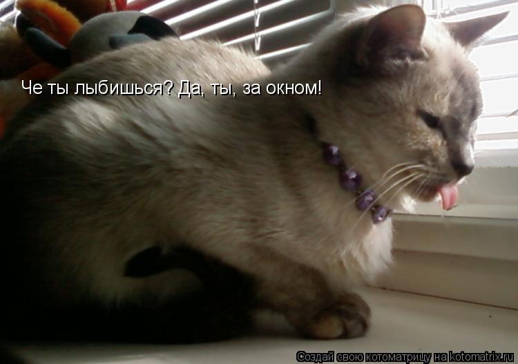 Котоматрица: Че ты лыбишься? Да, ты, за окном!