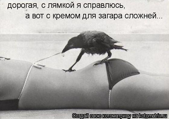 Котоматрица: дорогая, с лямкой я справлюсь,  а вот с кремом для загара сложней...