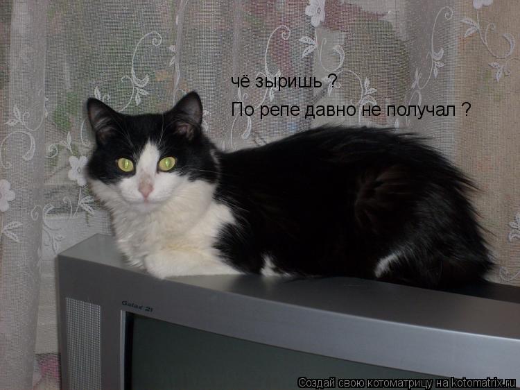 Котоматрица: чё зыришь ?  По репе давно не получал ?