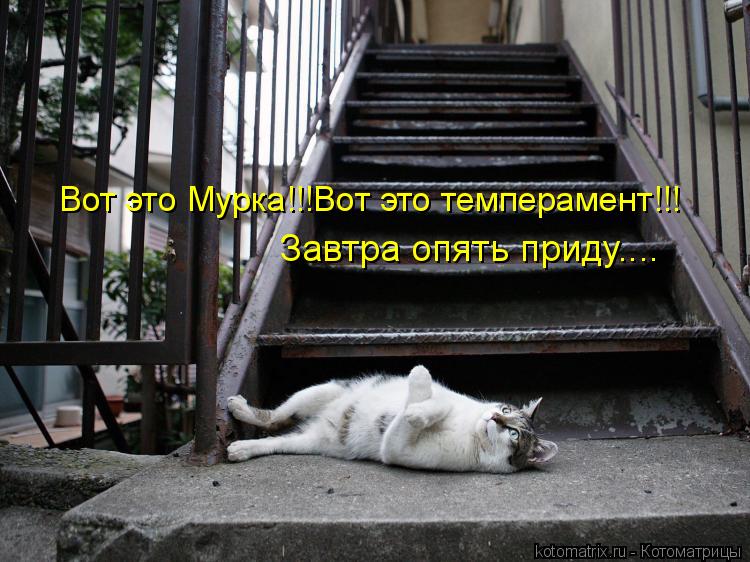 Котоматрица: Завтра опять приду.... Вот это Мурка!!!Вот это темперамент!!!