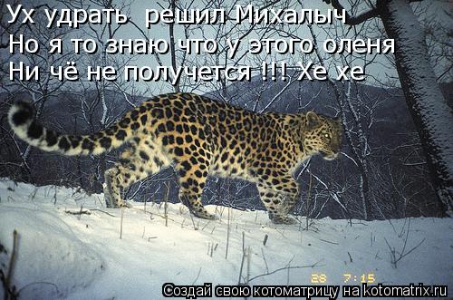 Котоматрица: Ух удрать  решил Михалыч Но я то знаю что у этого оленя Ни чё не получется !!! Хе хе