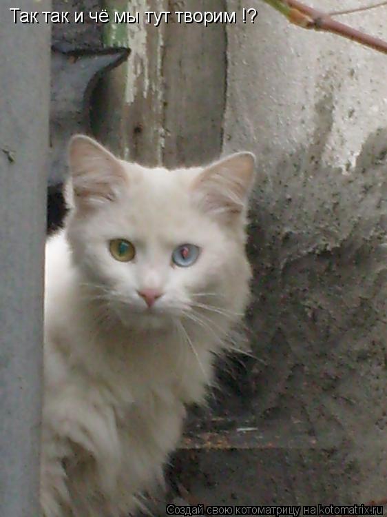 Котоматрица: Так так и чё мы тут творим !?