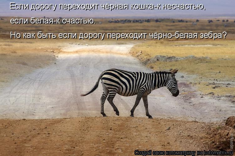 Котоматрица: Если дорогу переходит чёрная кошка-к несчастью, Но как быть если дорогу переходит чёрно-белая зебра? если белая-к счастью.