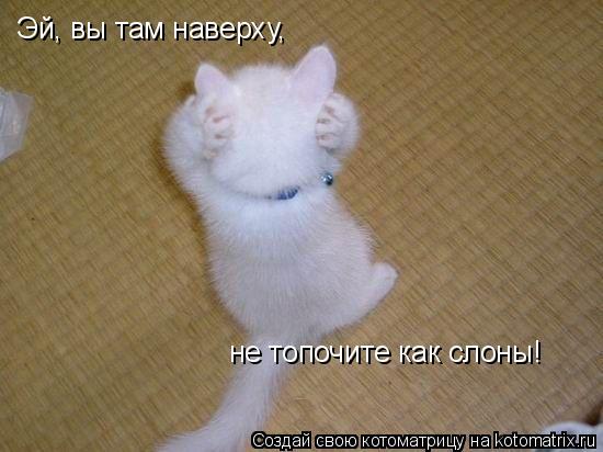 Котоматрица: Эй, вы там наверху, не топочите как слоны!
