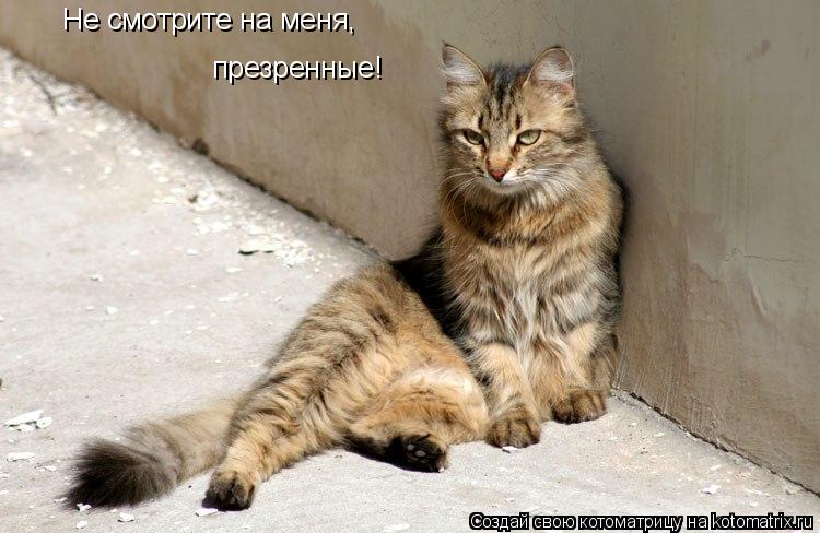 Котоматрица: Не смотрите на меня, презренные!