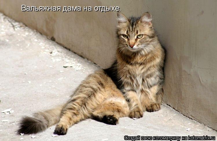 Котоматрица: Вальяжная дама на отдыхе.