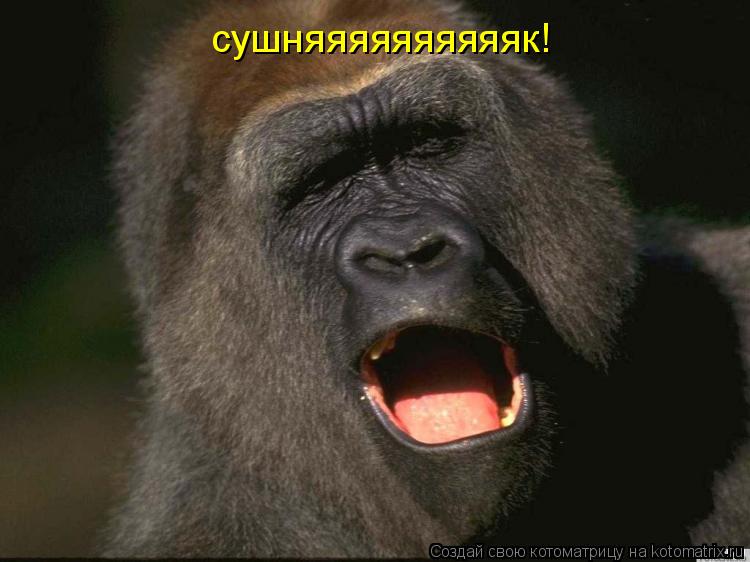 Котоматрица: сушняяяяяяяяяяк!