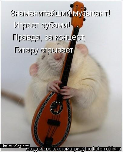 Котоматрица: Знаменитейший музыкант! Играет зубами! Правда, за концерт, Гитару сгрызает