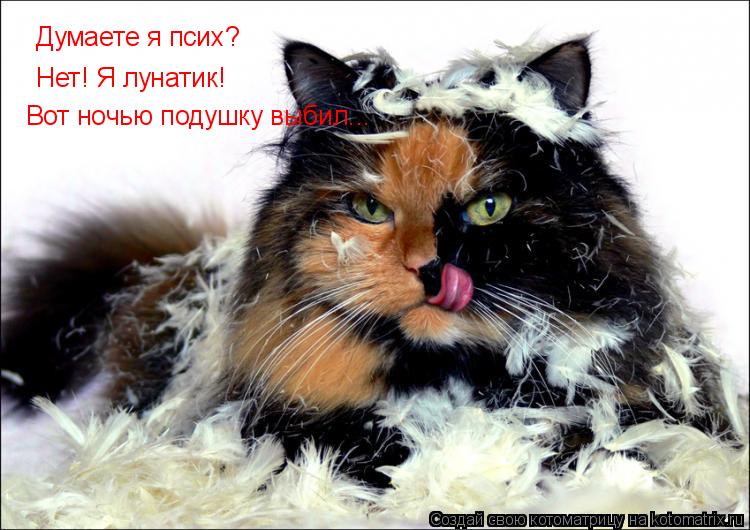 Котоматрица: Думаете я псих? Нет! Я лунатик! Вот ночью подушку выбил...