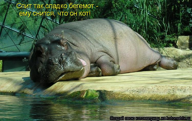 Котоматрица: Спит так сладко бегемот -  ему снится, что он кот!
