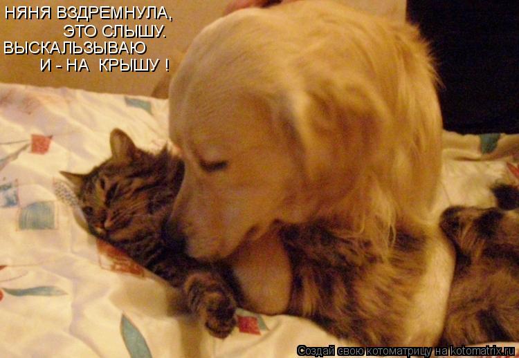 Котоматрица: НЯНЯ ВЗДРЕМНУЛА, ЭТО СЛЫШУ. ВЫСКАЛЬЗЫВАЮ И - НА  КРЫШУ !