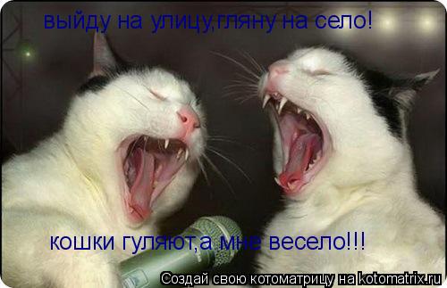 Котоматрица: выйду на улицу,гляну на село! кошки гуляют,а мне весело!!!