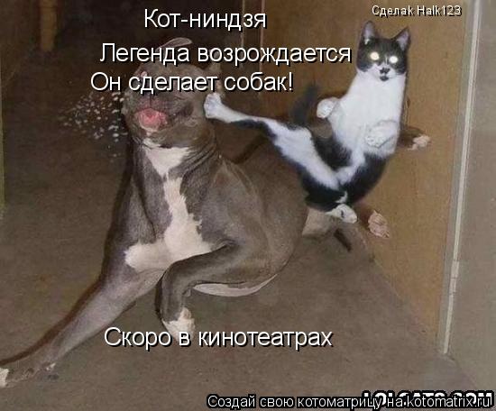 Котоматрица: Кот-ниндзя Легенда возрождается Он сделает собак! Скоро в кинотеатрах Сделаk Halk123