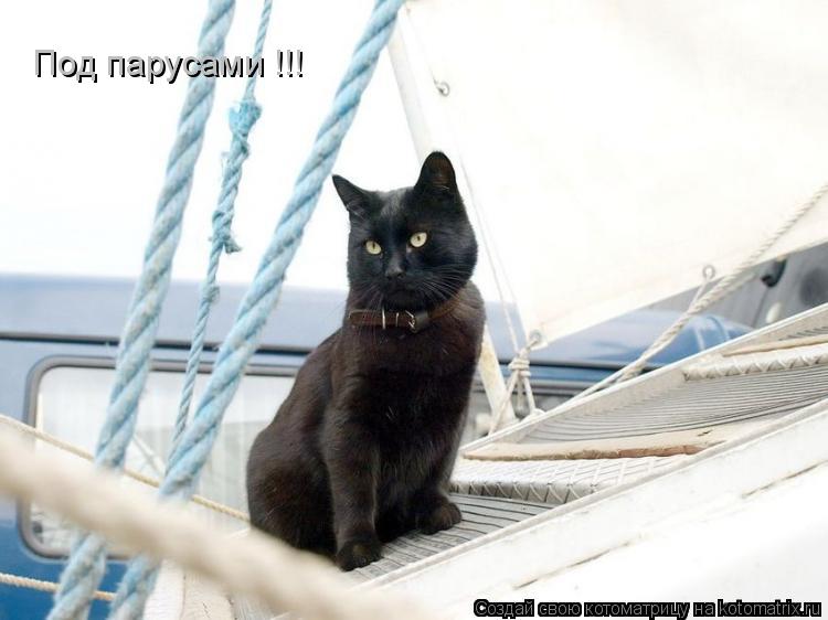Котоматрица: Под парусами !!!