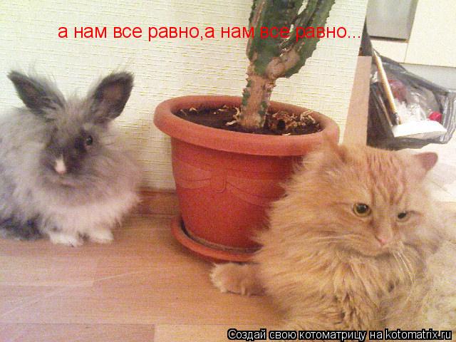 Котоматрица: а нам все равно,а нам все равно...