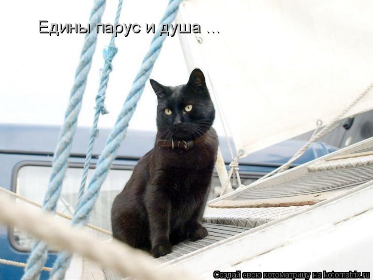 Котоматрица: Едины парус и душа ...