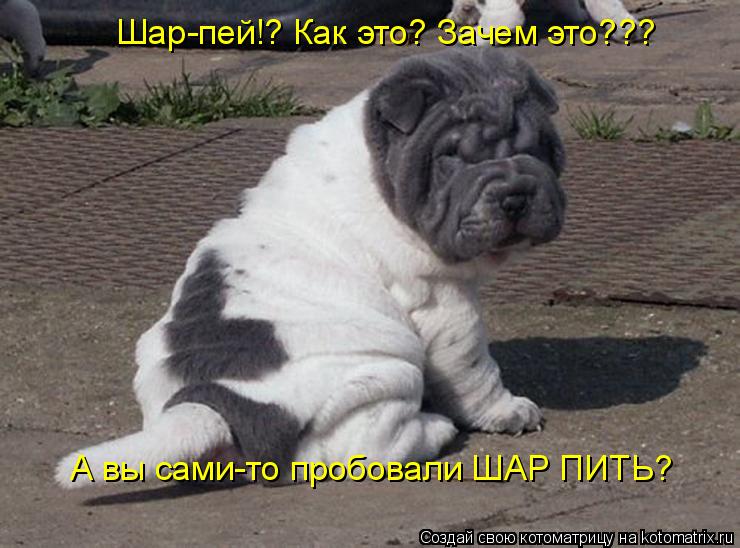 Котоматрица: Шар-пей!? Как это? Зачем это??? А вы сами-то пробовали ШАР ПИТЬ?