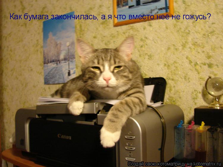 Котоматрица: Как бумага закончилась, а я что вместо неё не гожусь?