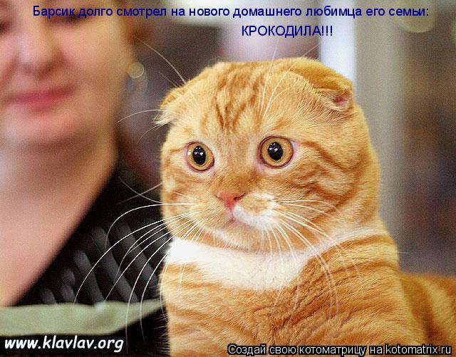 Котоматрица: Барсик долго смотрел на нового домашнего любимца его семьи: КРОКОДИЛА!!!