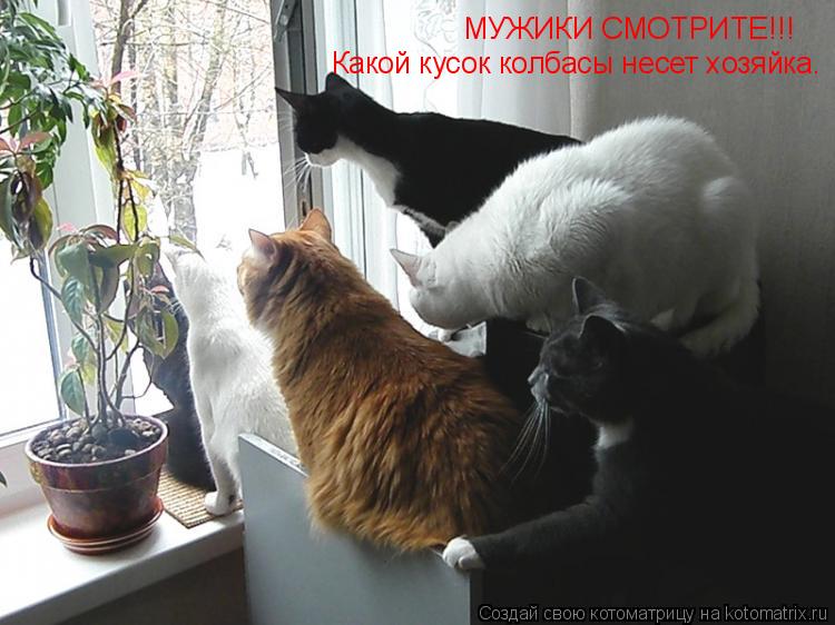 Котоматрица: МУЖИКИ СМОТРИТЕ!!! Какой кусок колбасы несет хозяйка.
