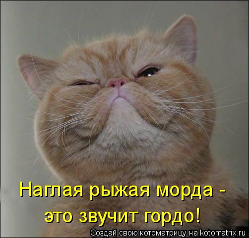 Котоматрица: Наглая рыжая морда - это звучит гордо!