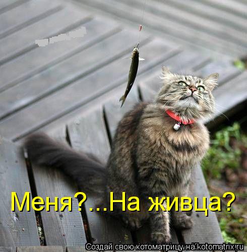 Котоматрица: Меня?...На живца?