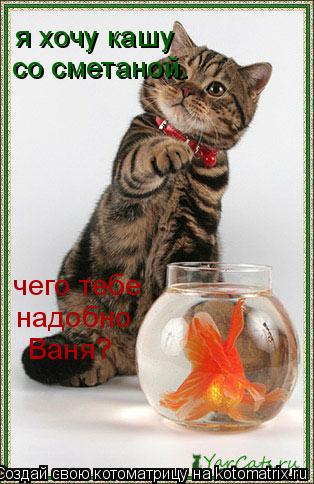Котоматрица: чего тебе  надобно  Ваня? я хочу кашу со сметаной.