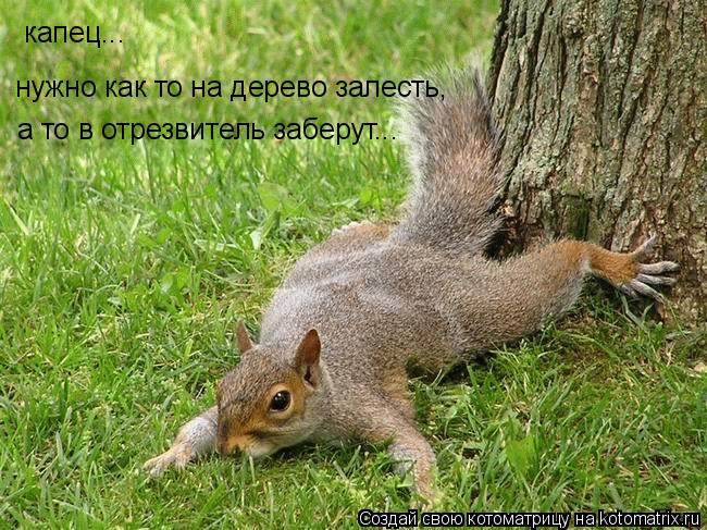 Котоматрица: капец... нужно как то на дерево залесть, а то в отрезвитель заберут...