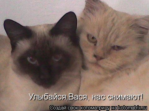 Котоматрица: Улыбайся,Вася, нас снимают!