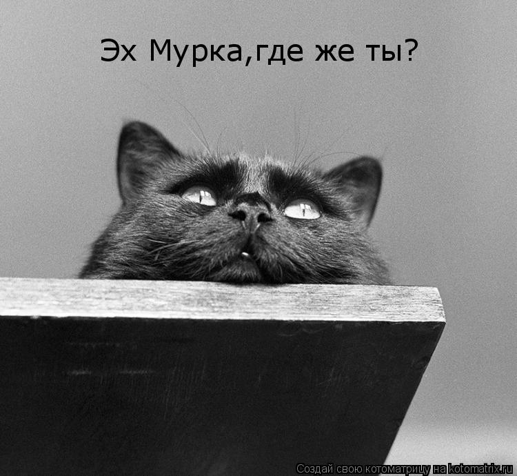 Котоматрица: Эх Мурка,где же ты?