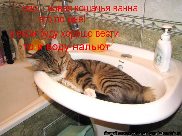 Котоматрица: ооо... новая кошачья ванна а если буду хорошо вести то и воду нальют это по мне!