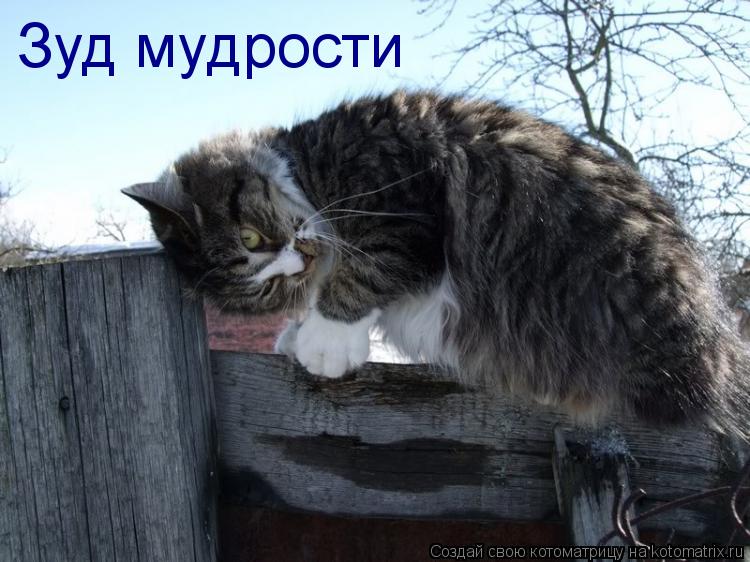 Зуд мудрости... Котоматрица: Зуд мудрости