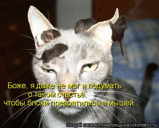 Котоматрица: Боже, я даже не мог и подумать о таком счастье, чтобы блохи превратились в мышей...