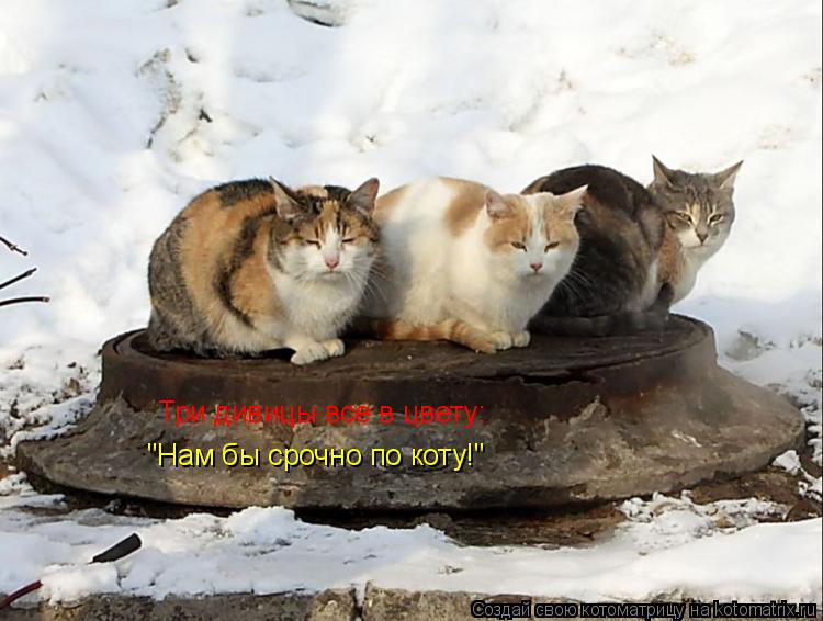 Котоматрица: Три дивицы все в цвету: "Нам бы срочно по коту!"