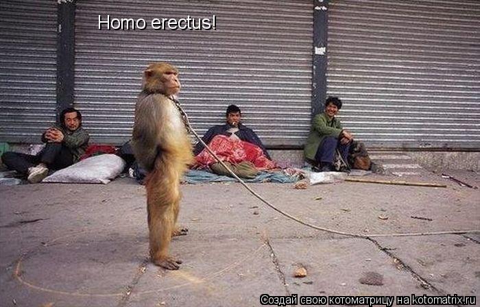 Котоматрица: Homo erectus!