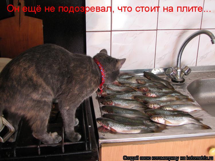 Котоматрица: Он ещё не подозревал, что стоит на плите...