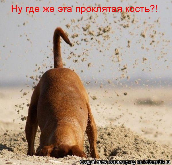 Котоматрица: Ну где же эта проклятая кость?!