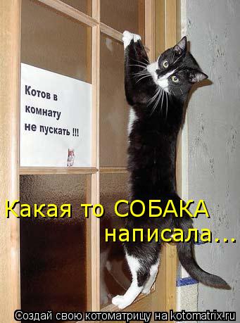 Котоматрица: Какая то СОБАКА написала...