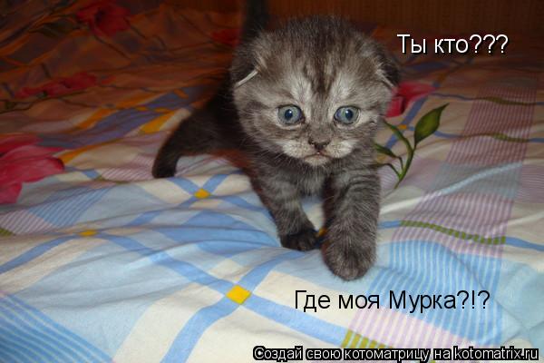 Котоматрица: Ты кто??? Где моя Мурка?!?