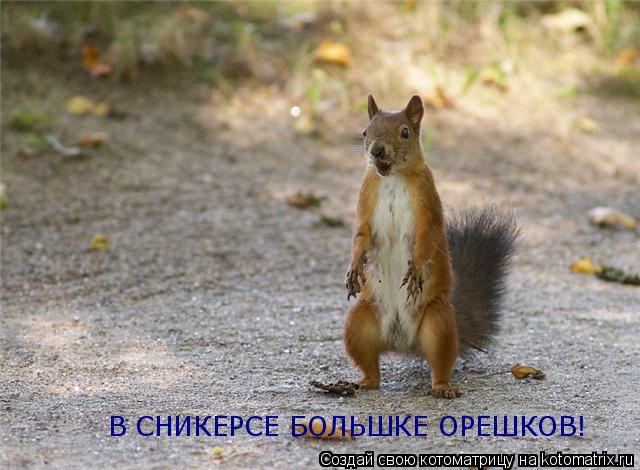 Котоматрица: В СНИКЕРСЕ БОЛЬШКЕ ОРЕШКОВ!