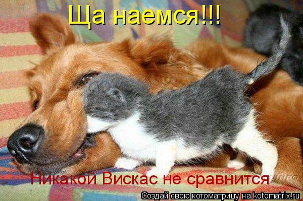 Котоматрица: Ща наемся!!! Никакой Вискас не сравнится