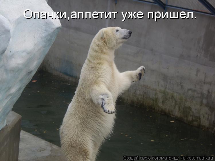 Котоматрица: Опачки,аппетит уже пришел.
