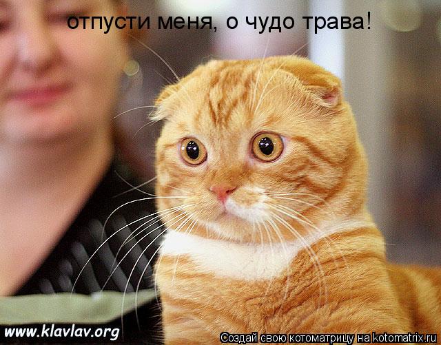 Котоматрица: отпусти меня, о чудо трава!
