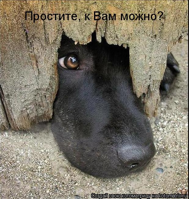 Котоматрица: Простите, к Вам можно?