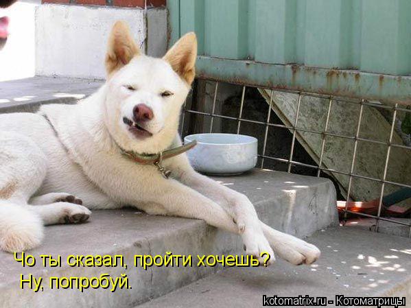 Котоматрица: Чо ты сказал, пройти хочешь? Ну, попробуй…