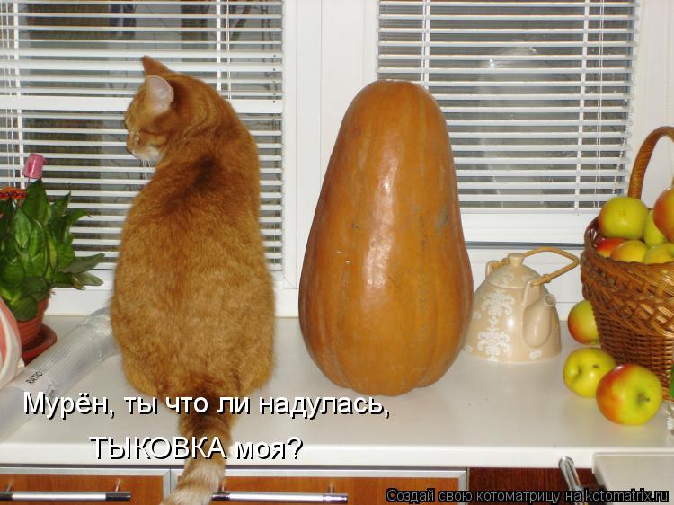 Мурён, ты что ли надулась, ТЫКОВКА моя?... Котоматрица: Мурён, ты что ли надулась, ТЫКОВКА моя?