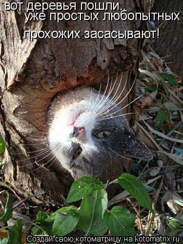 Котоматрица: вот деревья пошли.. уже простых любопытных  прохожих засасывают!