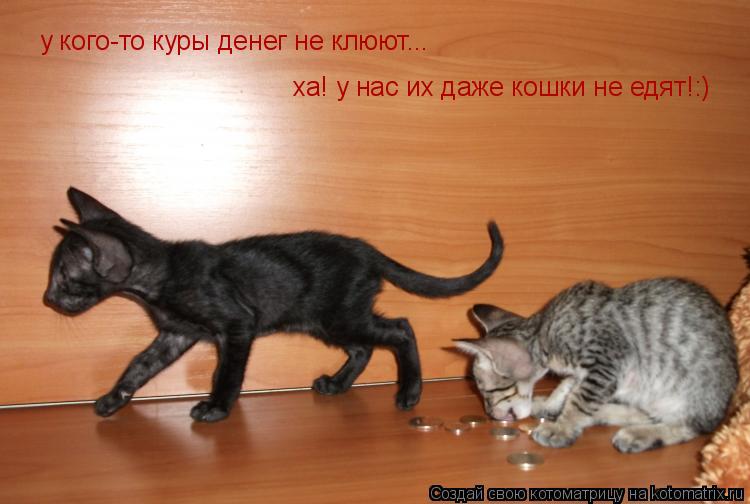 Котоматрица: у кого-то куры денег не клюют... ха! у нас их даже кошки не едят!:)