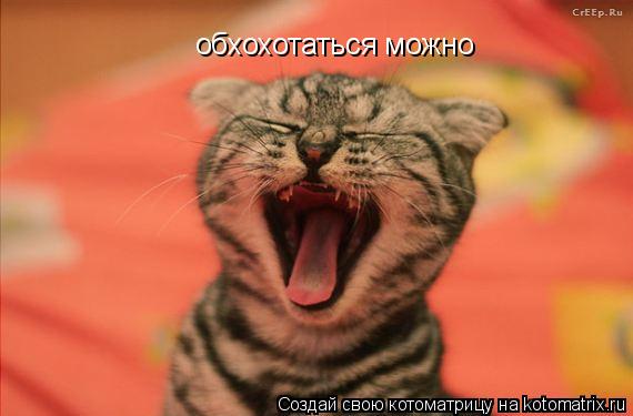 Котоматрица: обхохотаться можно